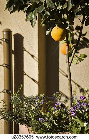 Sunlit Orange Tree View Large Photo Image Stock Photography - Sunlit Orange Tree. Fotosearch