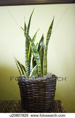 Stock Photo - Detail of house plant. Fotosearch