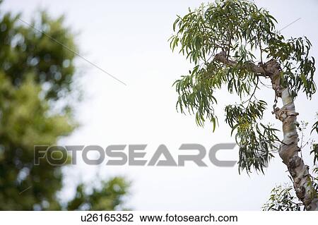 Detail of Old Tree View Large Photo Image Stock Image - Detail of Old Tree. Fotosearch
