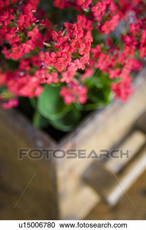 Detail of pink flowers View Large Photo Image Stock Image - Detail of pink flowers. Fotosearch