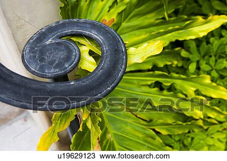 Detail of wrought iron curl View Large Photo Image Stock Image - Detail of wrought iron curl. Fotosearch