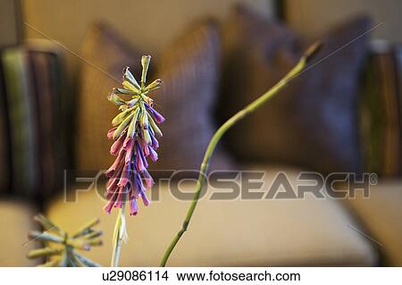 Picture - Flower in living room setting. Fotosearch