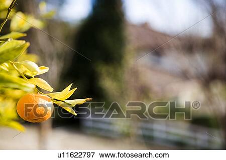 Stock Photo - Orange on Tree. Fotosearch