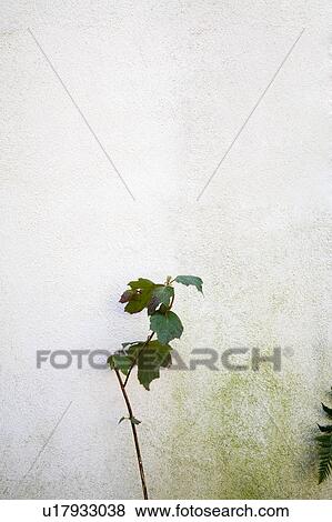 Plant growing against stucco wall View Large Photo Image Stock Photo - Plant growing against stucco wall. Fotosearch