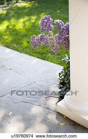 Purple Flowers View Large Photo Image Picture - Purple Flowers. Fotosearch