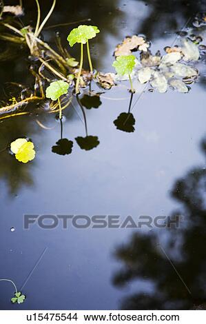 Picture - Reflection in Pond. Fotosearch