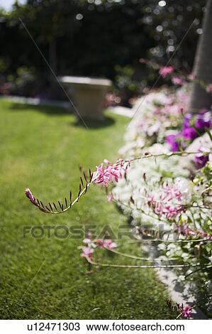 Stone bench in yard with garden View Large Photo Image Stock Image - Stone bench in yard with garden. Fotosearch