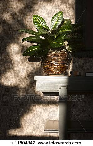 Sunlight on houseplant View Large Photo Image Stock Image - Sunlight on houseplant. Fotosearch