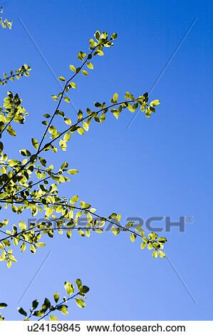 Young Tree with Small Leaves View Large Photo Image Stock Photography - Young Tree with Small Leaves. Fotosearch