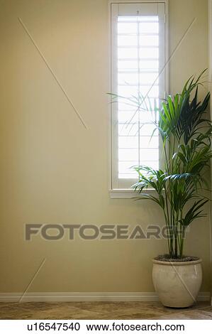 Stock Image - Plant and Window in Hallway. Fotosearch