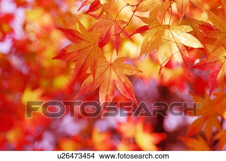 Autumn tint View Large Photo Image Picture - Autumn tint. Fotosearch