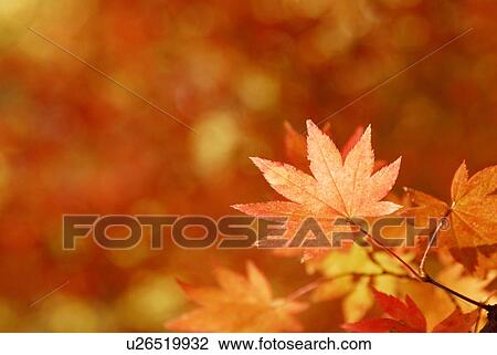 Autumn tint View Large Photo Image Stock Image - Autumn tint. Fotosearch