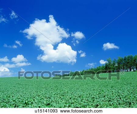 Field and blue sky(beat field) View Large Photo Image Stock Image - Field and blue sky(beat field). Fotosearch