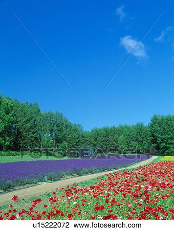 Flower field and blue sky (Poppy and the lavender) View Large Photo Image Stock Image - Flower field and blue sky (Poppy and the lavender). Fotosearch