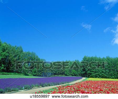 Flower field and blue sky (Poppy and the lavender) View Large Photo Image Stock Photo - Flower field and blue sky (Poppy and the lavender). Fotosearch