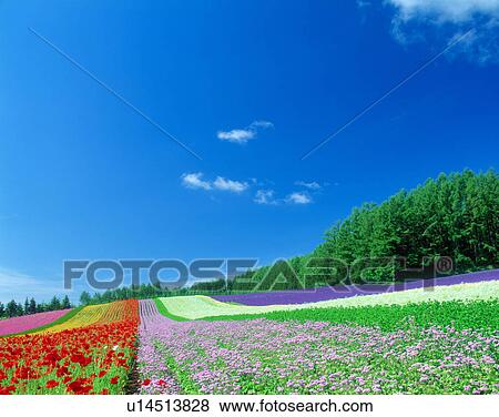 Flower field and blue sky View Large Photo Image Stock Photo - Flower field and blue sky. Fotosearch