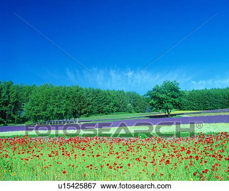 Flower field and blue sky View Large Photo Image Stock Photo - Flower field and blue sky. Fotosearch