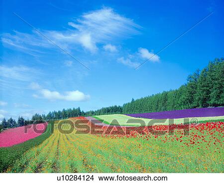 Flower field View Large Photo Image Picture - Flower field. Fotosearch