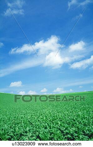 Lake and blue sky(beat field) View Large Photo Image Stock Photo - Lake and blue sky(beat field). Fotosearch