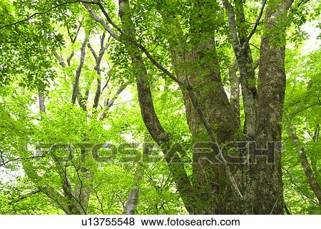 Large tree View Large Photo Image Stock Photo - Large tree. Fotosearch