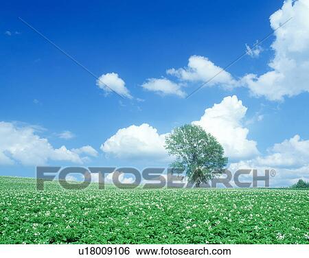 Philosophical tree View Large Photo Image Stock Photograph - Philosophical tree. Fotosearch