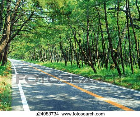 Road in pine woods View Large Photo Image Picture - Road in pine woods. Fotosearch