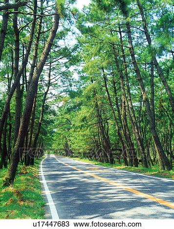 Road in pine woods View Large Photo Image Stock Image - Road in pine woods. Fotosearch