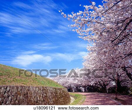 Roadside trees road of cherry blossoms View Large Photo Image Stock Image - Roadside trees road of cherry blossoms. Fotosearch