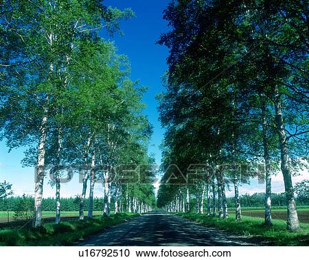 Roadside trees road of white birch View Large Photo Image Stock Image - Roadside trees road of white birch. Fotosearch