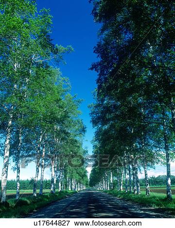 Roadside trees road of white birch View Large Photo Image Stock Photo - Roadside trees road of white birch. Fotosearch