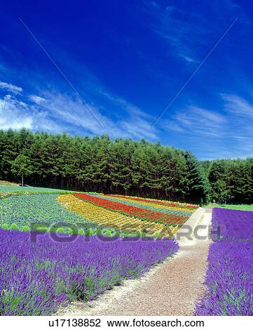 Straight road at the flower field View Large Photo Image Stock Image - Straight road at the flower field. Fotosearch