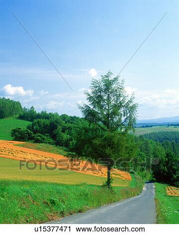 Straight road in the field View Large Photo Image Stock Image - Straight road in the field. Fotosearch