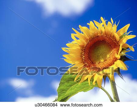 Picture - Sunflower and blue sky. Fotosearch
