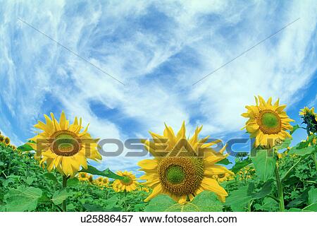 Sunflower View Large Photo Image Stock Photo - Sunflower. Fotosearch