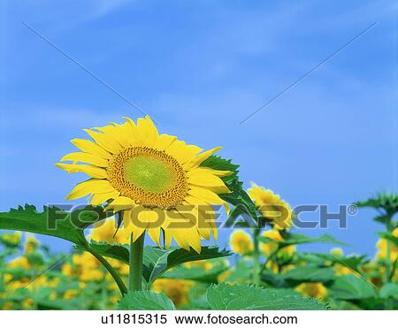 Stock Photography - Sunflower. Fotosearch