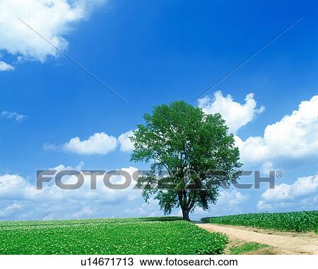Tree and blue sky View Large Photo Image Stock Image - Tree and blue sky. Fotosearch