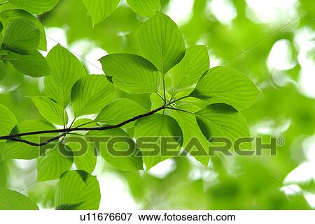 Stock Photo - Verdure. Fotosearch