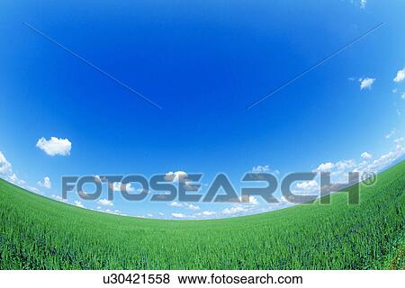 Stock Photo - Wheat field and blue sky. Fotosearch