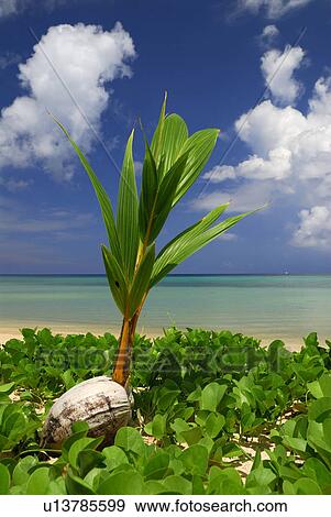 Coconut and sea View Large Photo Image Stock Photo - Coconut and sea. Fotosearch