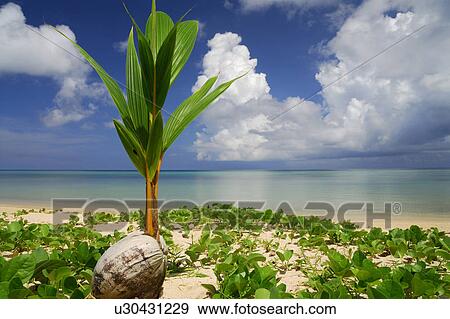 Coconut and sea View Large Photo Image Stock Photo - Coconut and sea. Fotosearch