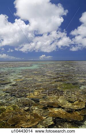 Picture - Coral sea. Fotosearch