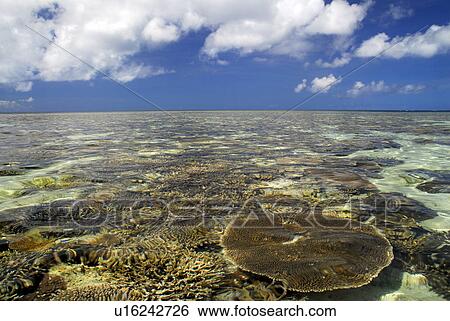 Stock Photograph - Coral sea. Fotosearch