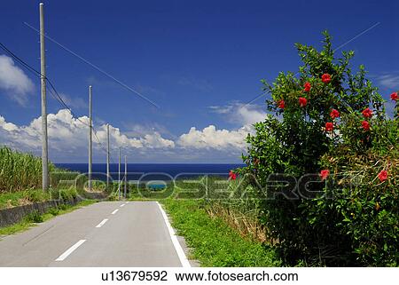 Stock Image - Hibiscus and road. Fotosearch