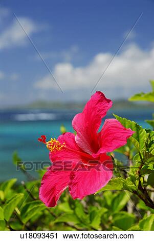 Stock Image - Hibiscus and sea. Fotosearch