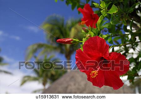 Stock Image - Hibiscus. Fotosearch