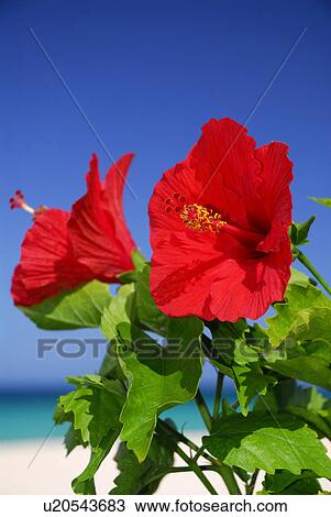 Hibiscus View Large Photo Image Stock Image - Hibiscus. Fotosearch