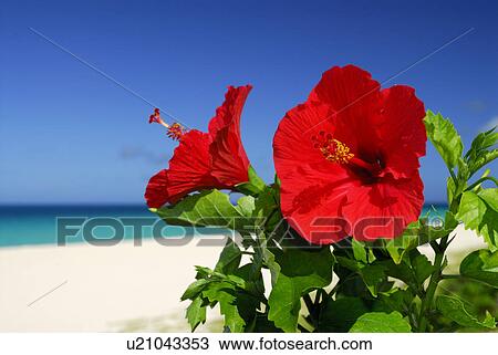 Hibiscus View Large Photo Image Stock Image - Hibiscus. Fotosearch
