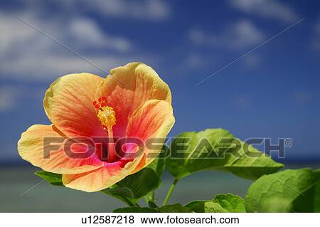 Stock Photo - Hibiscus. Fotosearch