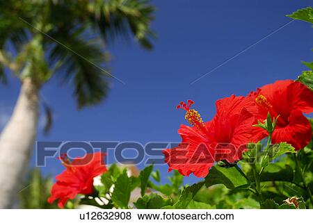 Stock Photo - Hibiscus. Fotosearch
