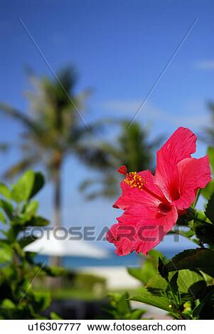 Hibiscus View Large Photo Image Stock Photo - Hibiscus. Fotosearch